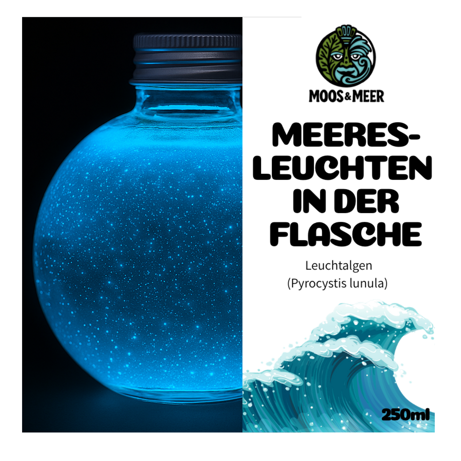 Meeresleuchten in der Flasche. Diese Algen leuchten im Dunkeln. Das biolumineszente Plankton wurde vermehrt in Deutschland. Zu kaufen in einer 250ml Flasche.