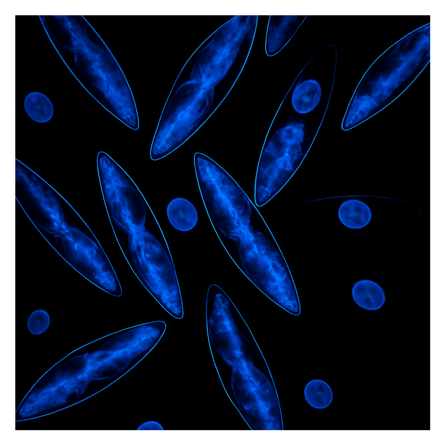 Hier siehst du eine Mikroskop-Aufnahme von ganz natürlicher Biolumineszenz. Dinoflagelaten - also Leuchtalgen namens Pyrocystis lunula sind in der Lage, mittels Licht und Nahrung ein nächtliches Leuchten zu erstellen.
