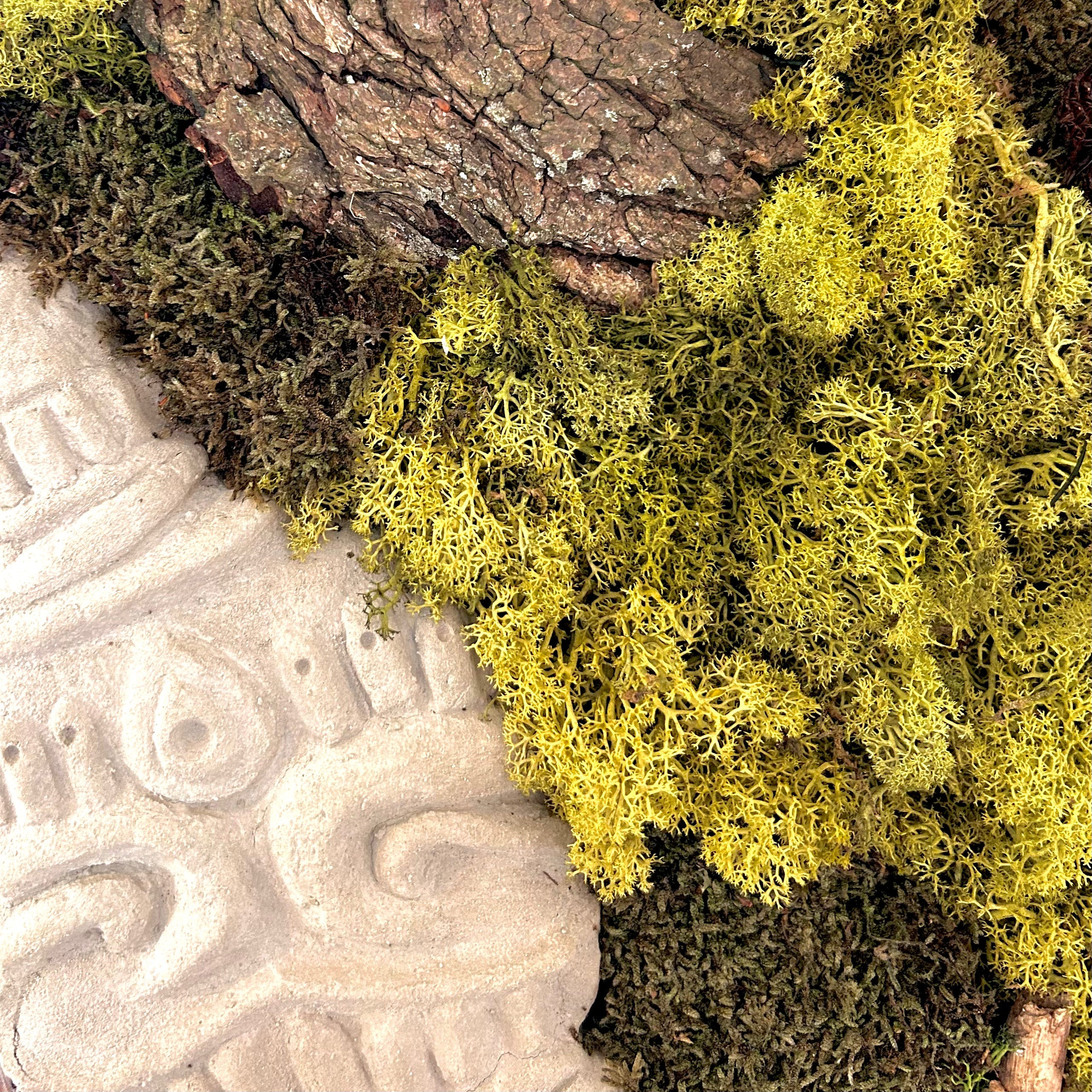 Hier siehst du die Details ein handgefertigtes Moosbild in geflämmtem Holzrahmen, das dich in den Urwald zu längst vergangenen Azteken-Kulturen entführt. Kombination aus konserviertem Moos, Baumrinde, Baumpilzen, Tillandsien (lebend!) und integrierter Beton-Skulptur mit Azteken-Muster.