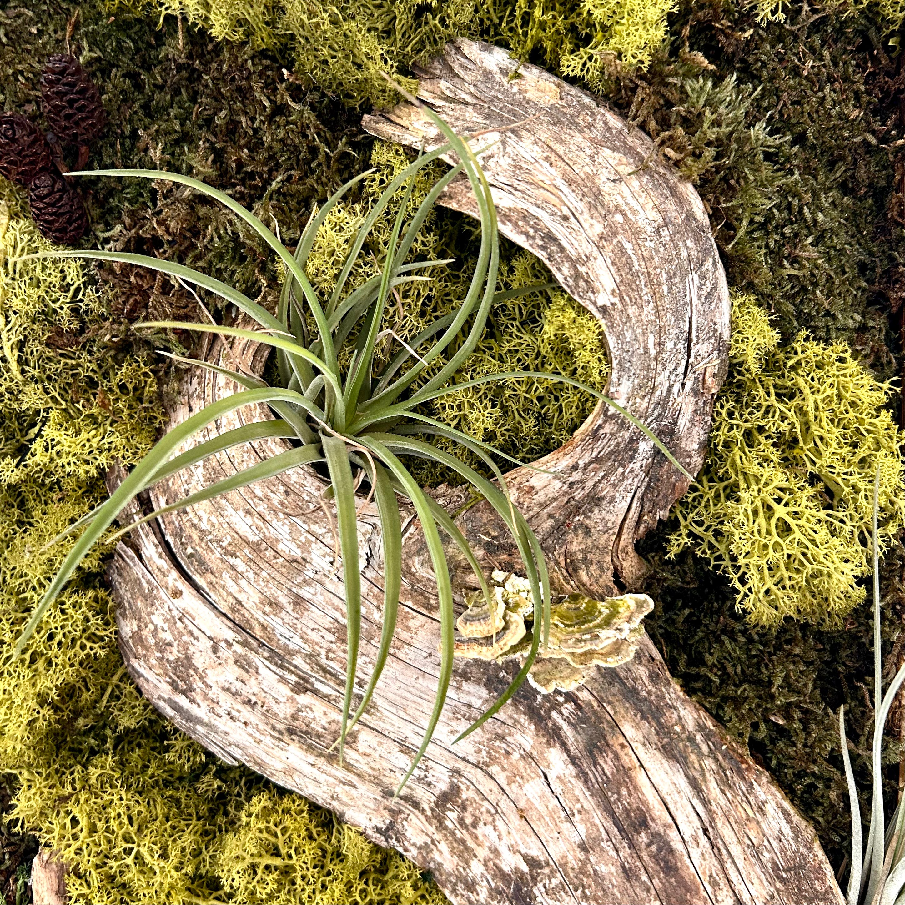 Hier siehst du die Details ein handgefertigtes Moosbild in geflämmtem Holzrahmen, das dich in den Urwald zu längst vergangenen Azteken-Kulturen entführt. Kombination aus konserviertem Moos, Baumrinde, Baumpilzen, Tillandsien (lebend!) und integrierter Beton-Skulptur mit Azteken-Muster.