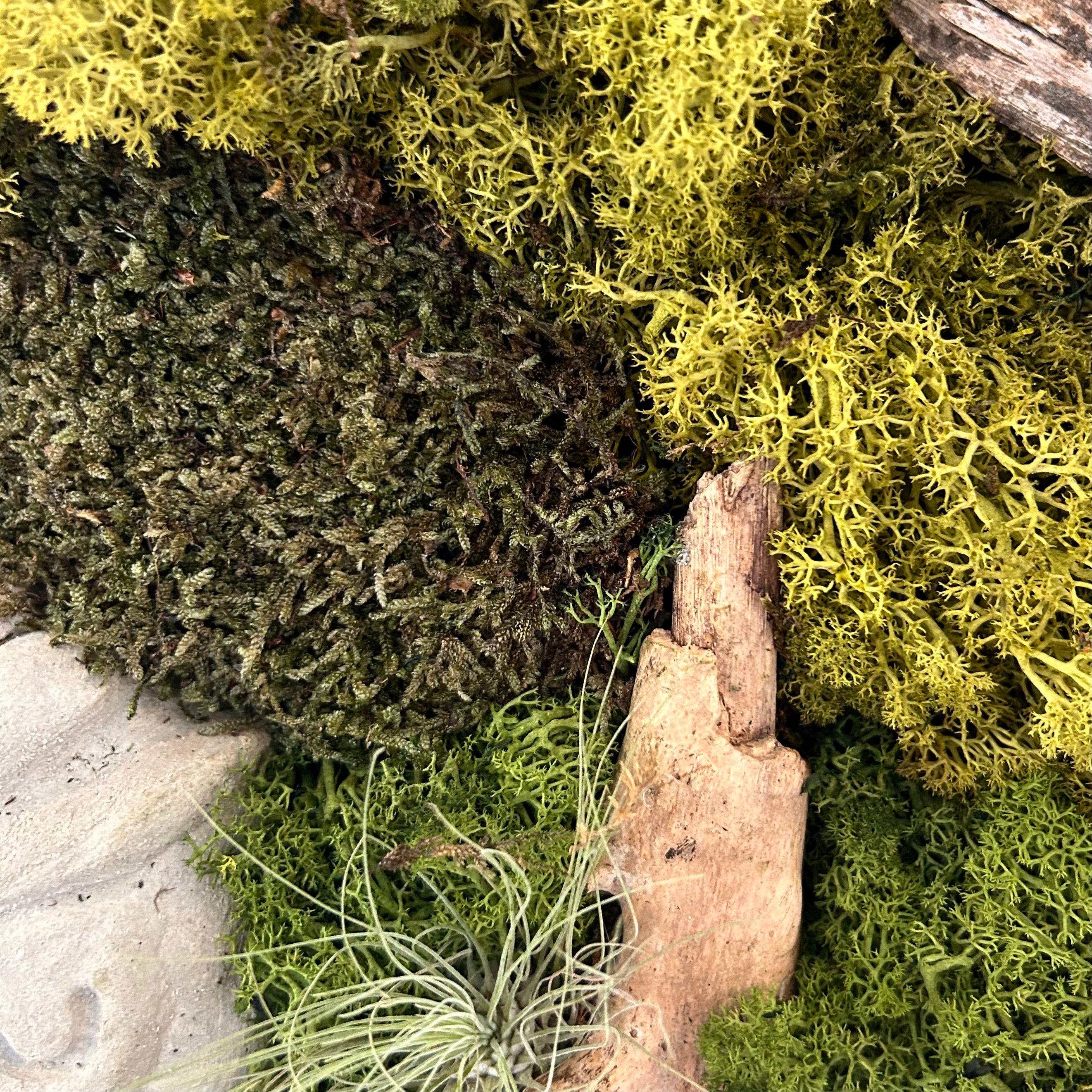 Hier siehst du die Details ein handgefertigtes Moosbild in geflämmtem Holzrahmen, das dich in den Urwald zu längst vergangenen Azteken-Kulturen entführt. Kombination aus konserviertem Moos, Baumrinde, Baumpilzen, Tillandsien (lebend!) und integrierter Beton-Skulptur mit Azteken-Muster.