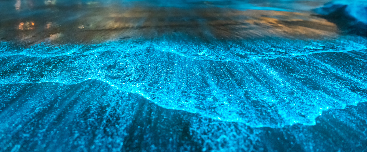 Wenn die Wellen leuchten und das Meer blau funkelt als wären Sterne hinein gefallen, dann ist das Magie - aber auch ein ganz natürlicher Vorgang, der durch Leuchtalgen, auch Dinoflagelaten genannt, hervorgerufen wird. Wenn die Bedingungen für die kleinen Lebewesen stimmen.