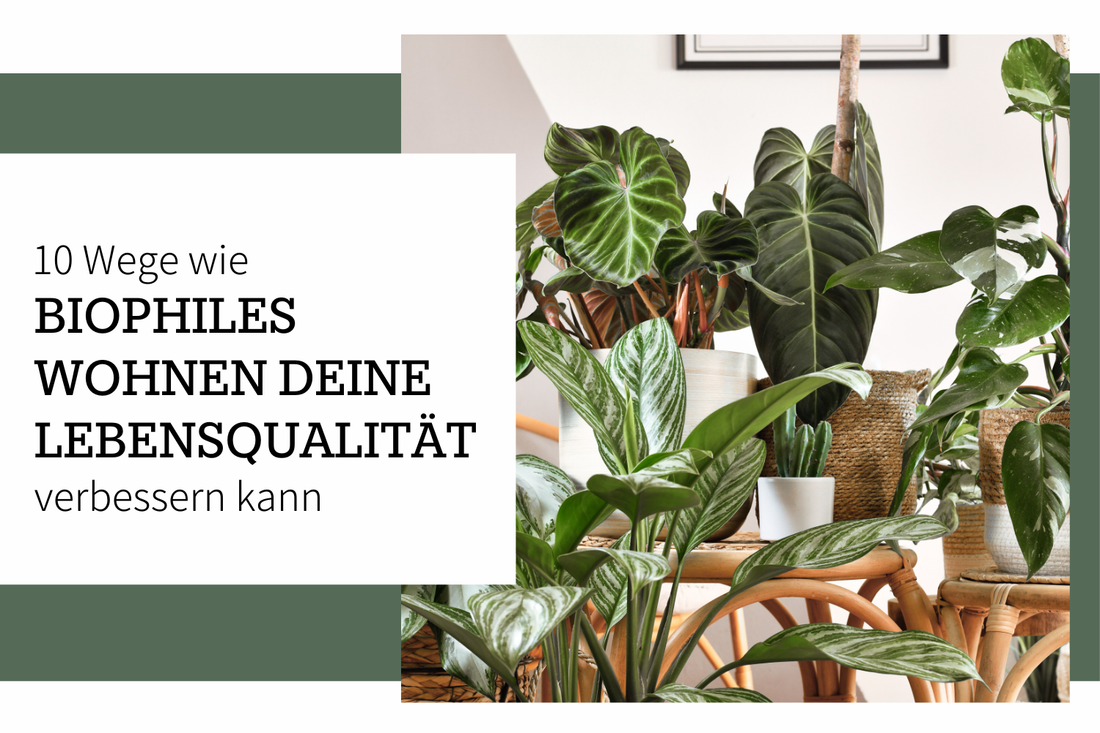 10 Wege wie biophiles Wohnen deine Lebensqualität verbessern kann