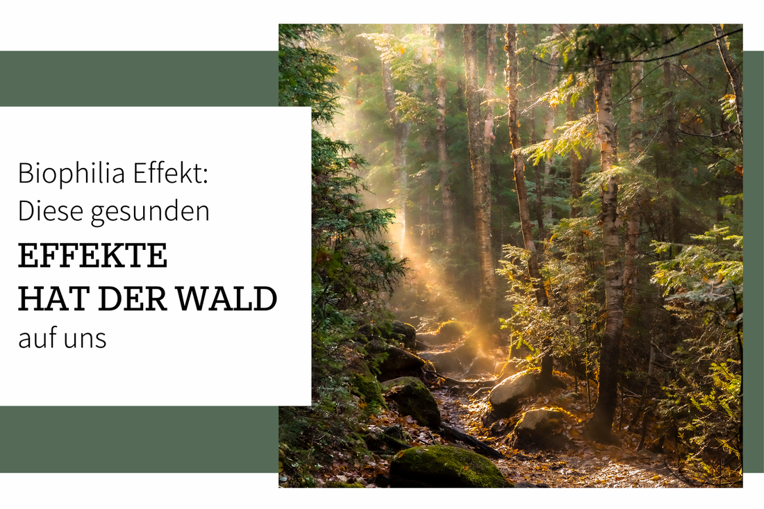 Biophila Effekt: Diese gesundheitlichen Effekte hat der Wald auf uns