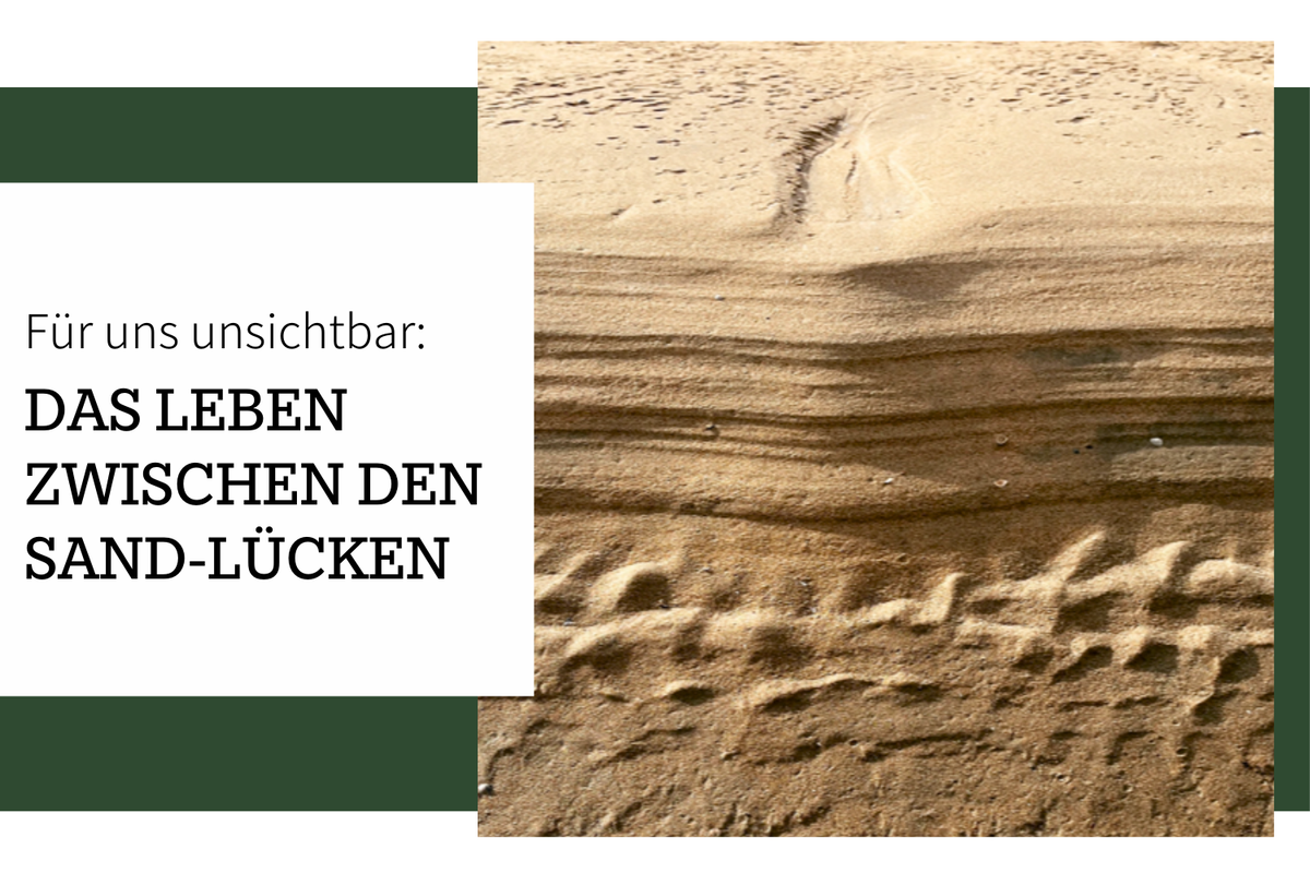 Das Leben zwischen den Sandlücken – Ein Mikrokosmos im Sand