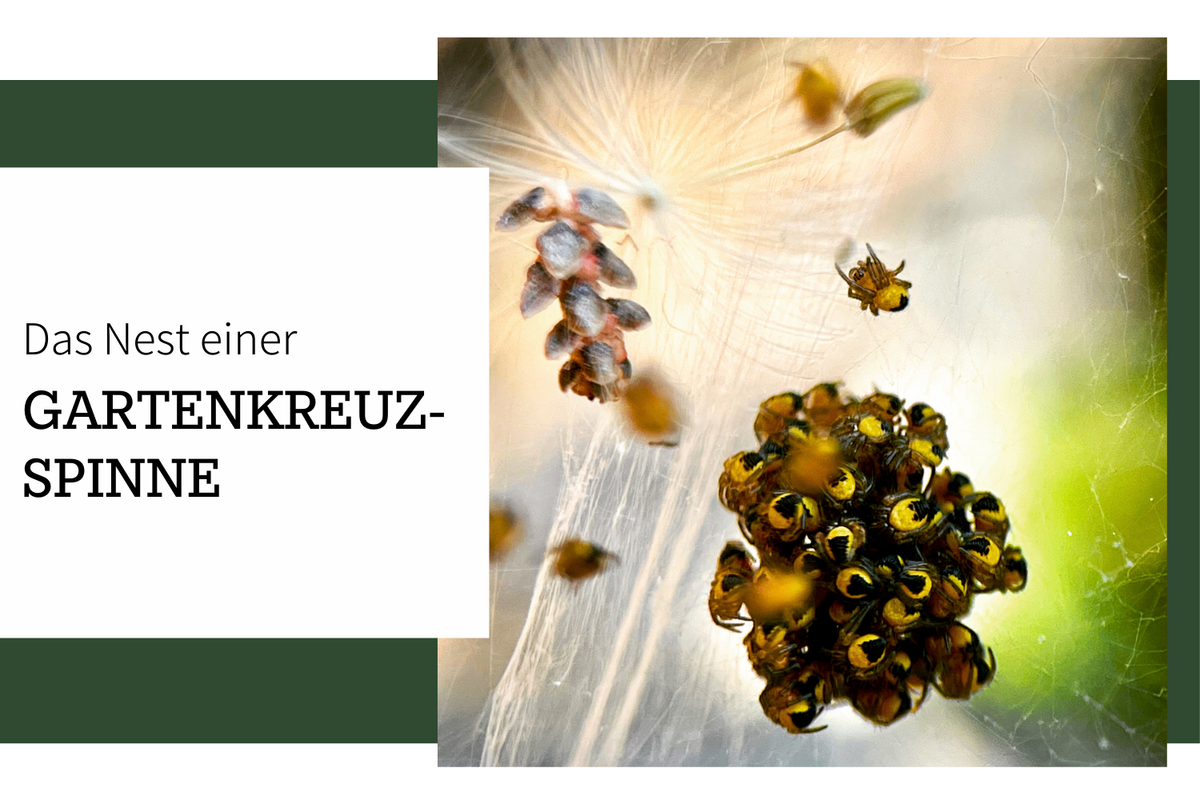 Ein Spinnennest voller Gartenkreuzspinnen – Ekel und Faszination im Garten