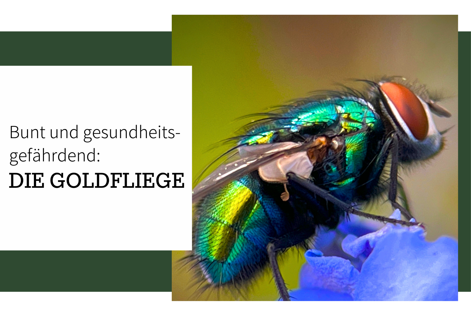 Die Goldfliege – wunderschön schillernd und gefährlich für unsere Gesundheit