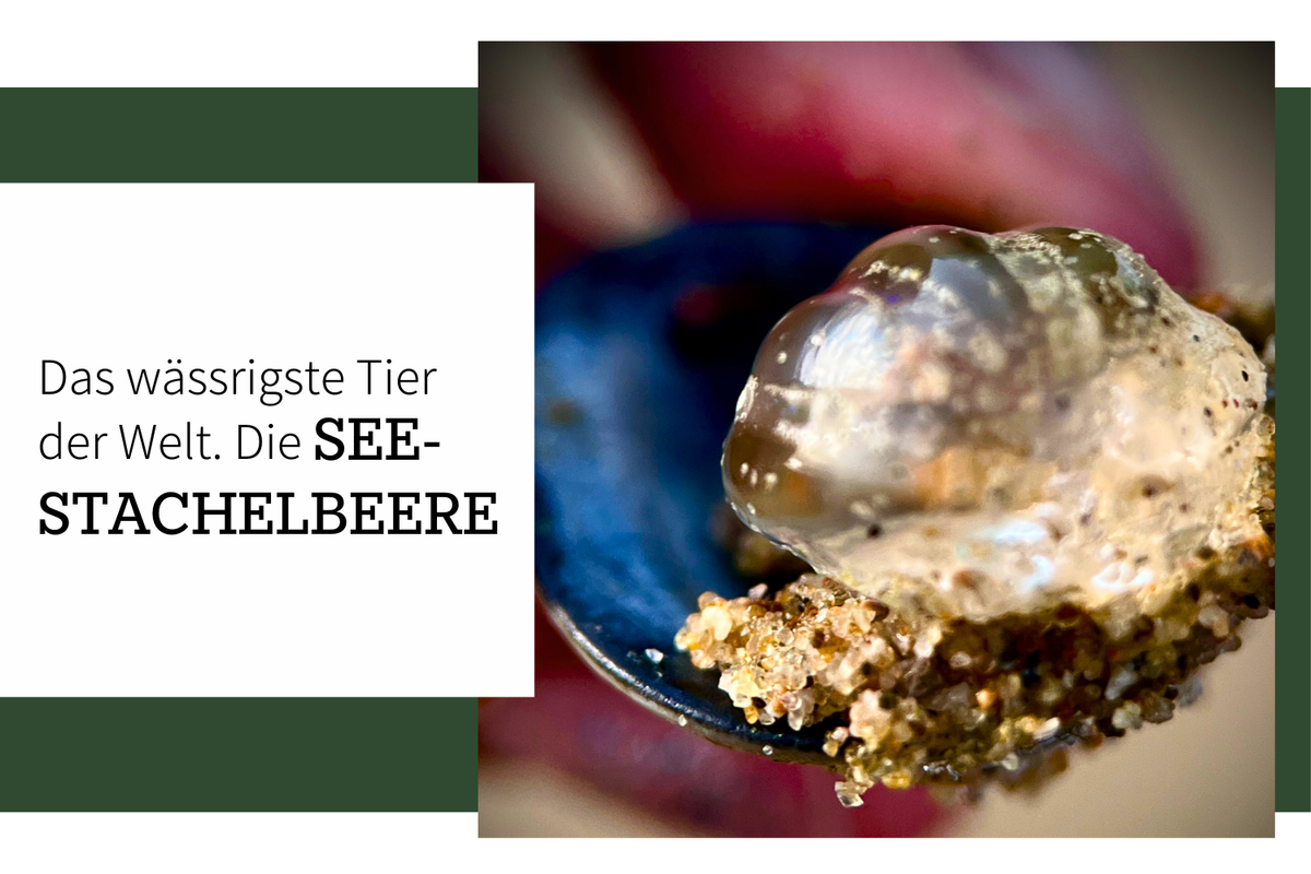 Die Seestachelbeere: Das wässrigste Tier der Welt