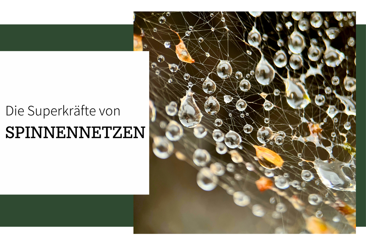 Faszination Spinnennetz: Die erstaunliche Welt der Spinnenseide