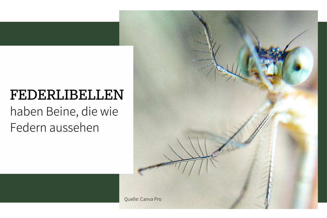 Federlibellen – Haarige kleine Libellen