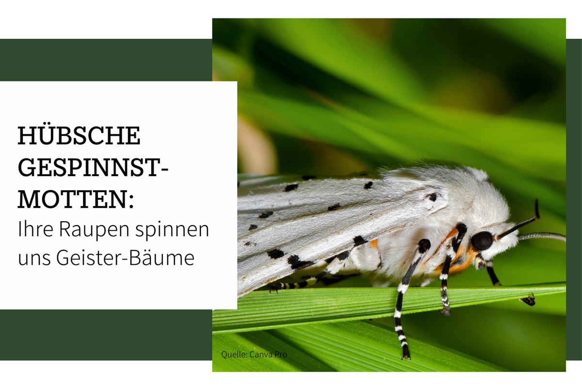 Hübsche Gespinstmotten – Eingesponnene Büsche und Bäume