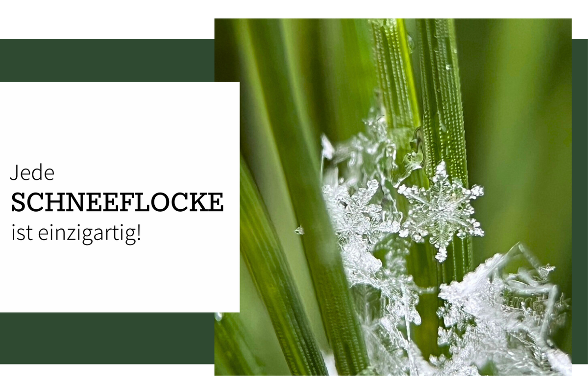 Die zauberhafte Welt der Eisblumen und Schneekristalle