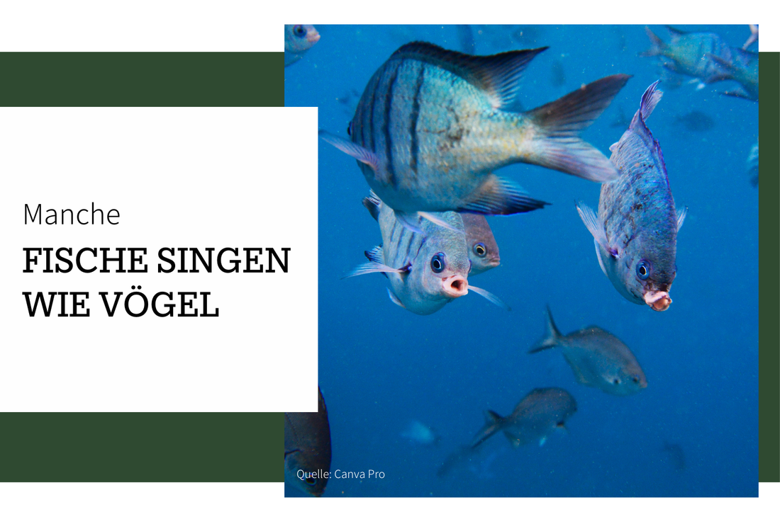 Fische singen wie Vögel