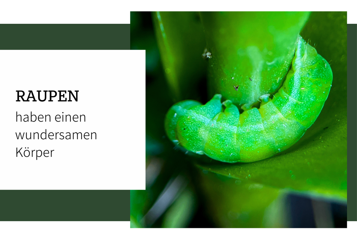 Raupen und ihre wundersamen Körper