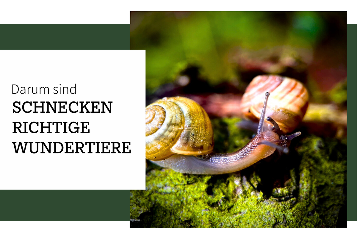 Schnecken: Die unterschätzten Wundertiere