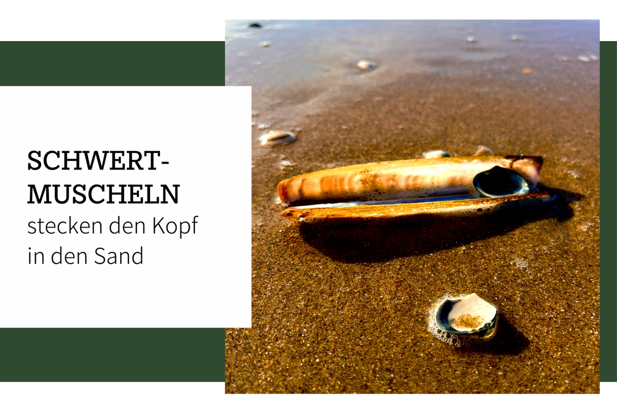 Schwertmuscheln – Meister des Eingrabens
