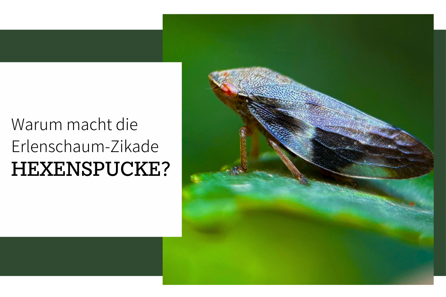 Warum macht die Erlenschaum-Zikade sogenannte Hexenspucke?