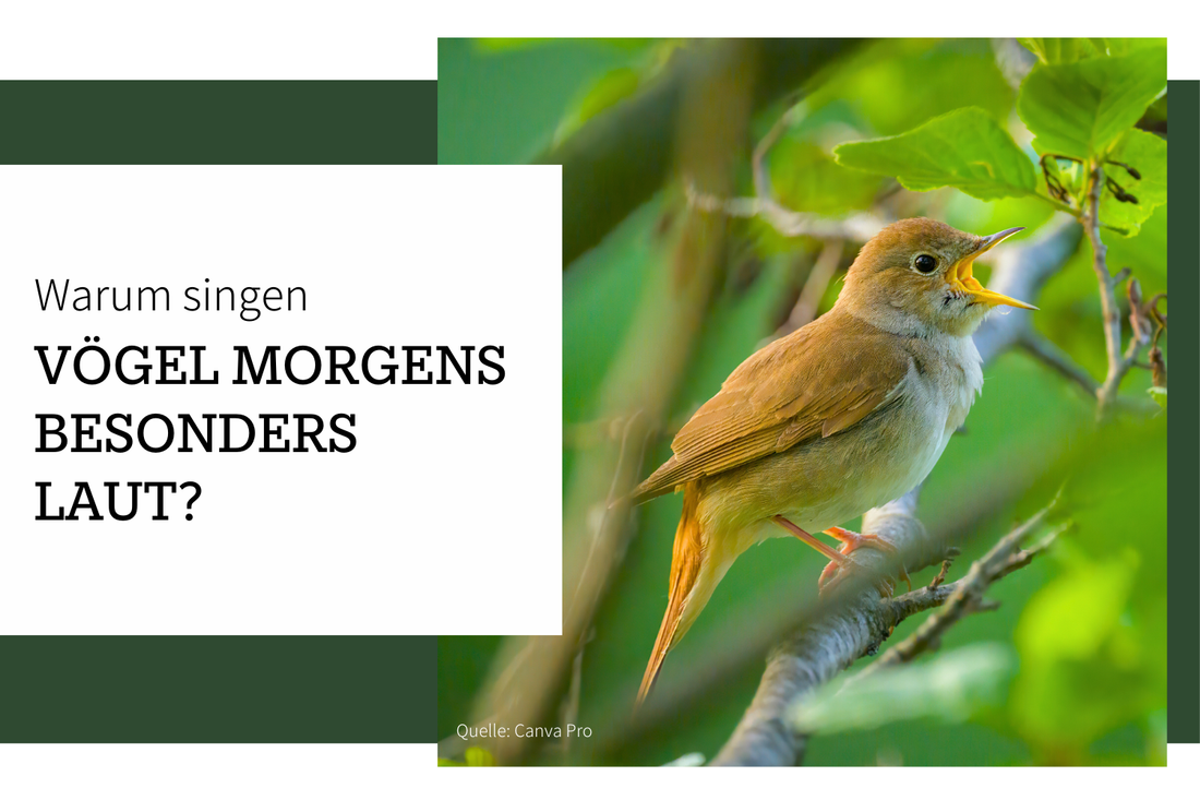 Warum Vögel morgens besonders intensiv singen