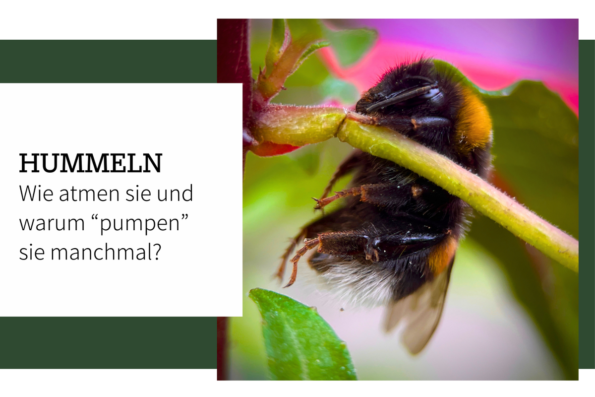 Wie atmet eigentlich eine Hummel?