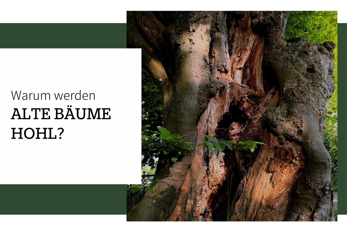 Warum werden alte Bäume innen hohl? Wie entsteht ein hohler Baum?