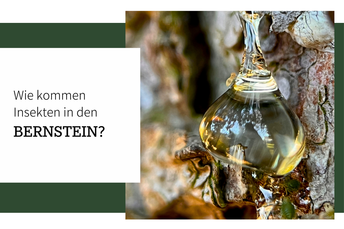 Wie kommen Insekten in einen Bernstein?