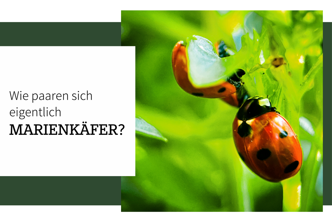 Marienkäfer Paarung und Entwicklung vom Ei, Larve, Puppe und fertigem Käfer