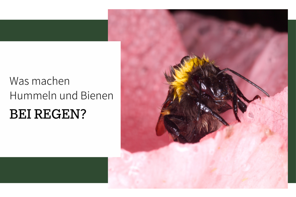 Wo sind Bienen und Hummeln bei Regen?