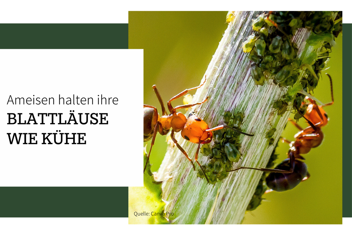 Ameisen halten Blattläuse wie wir Kühe