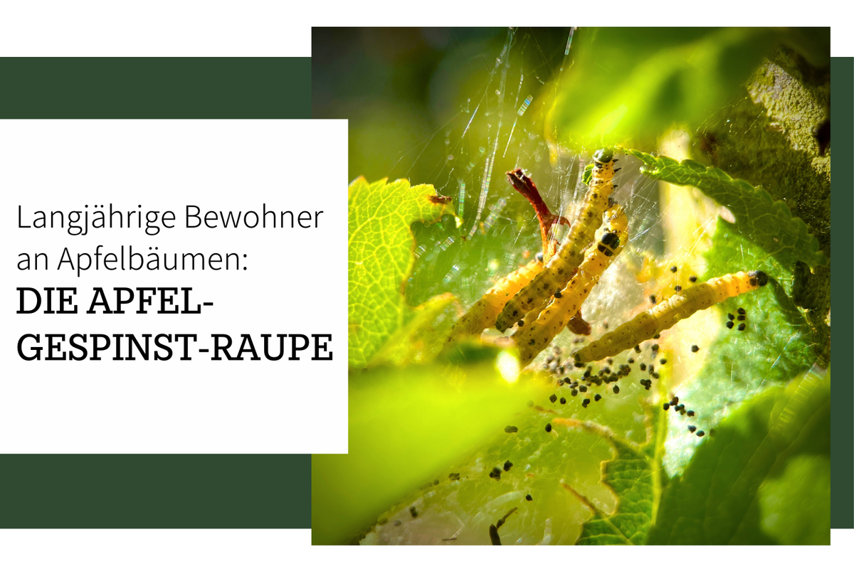 Apfel-Gespinstmotte – Ein langes Leben als Raupe am Apfelbaum