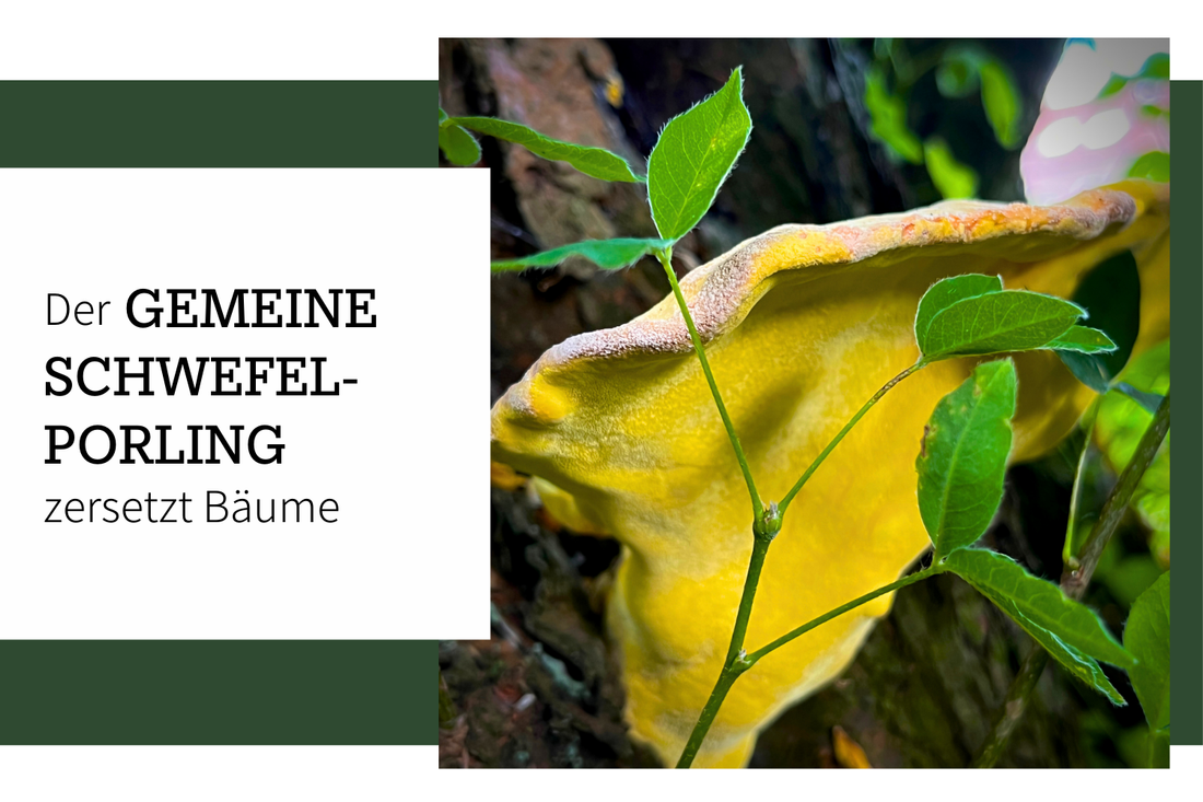 Baumpilz - der gemeine Schwefelporling