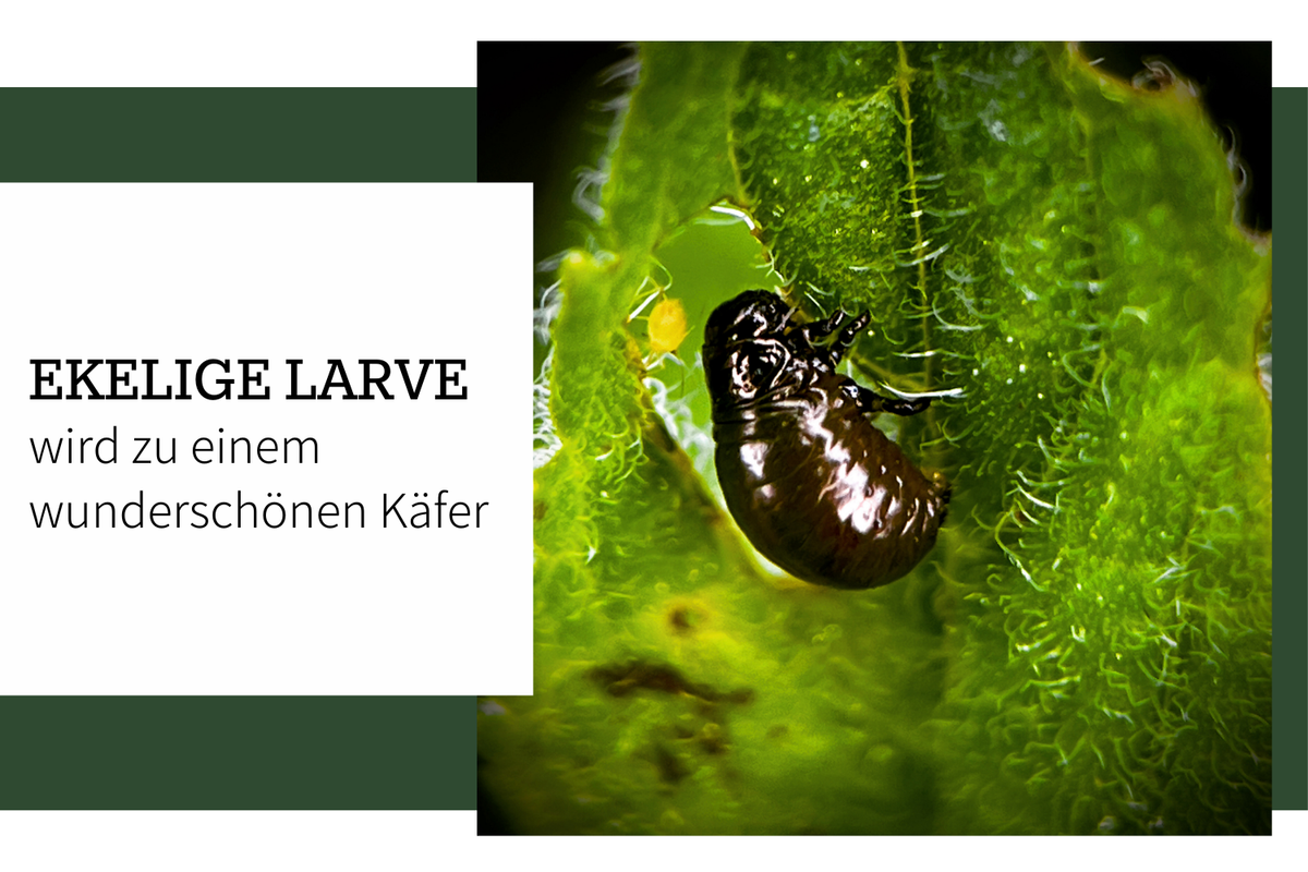 Blattkäfer: Wie aus einer ekeligen Larve ein wunderschöner Käfer wird