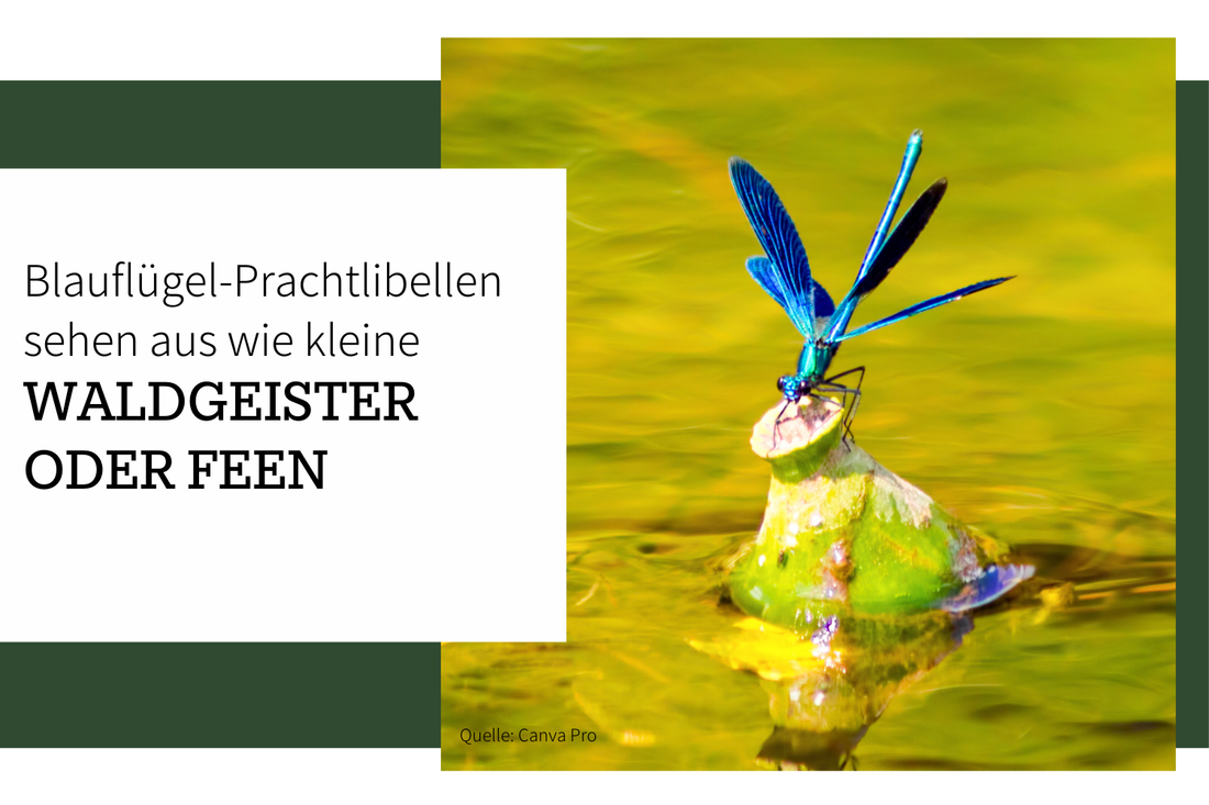 Die Blauflügel-Prachtlibelle: Kleine blaue Feen am Bach