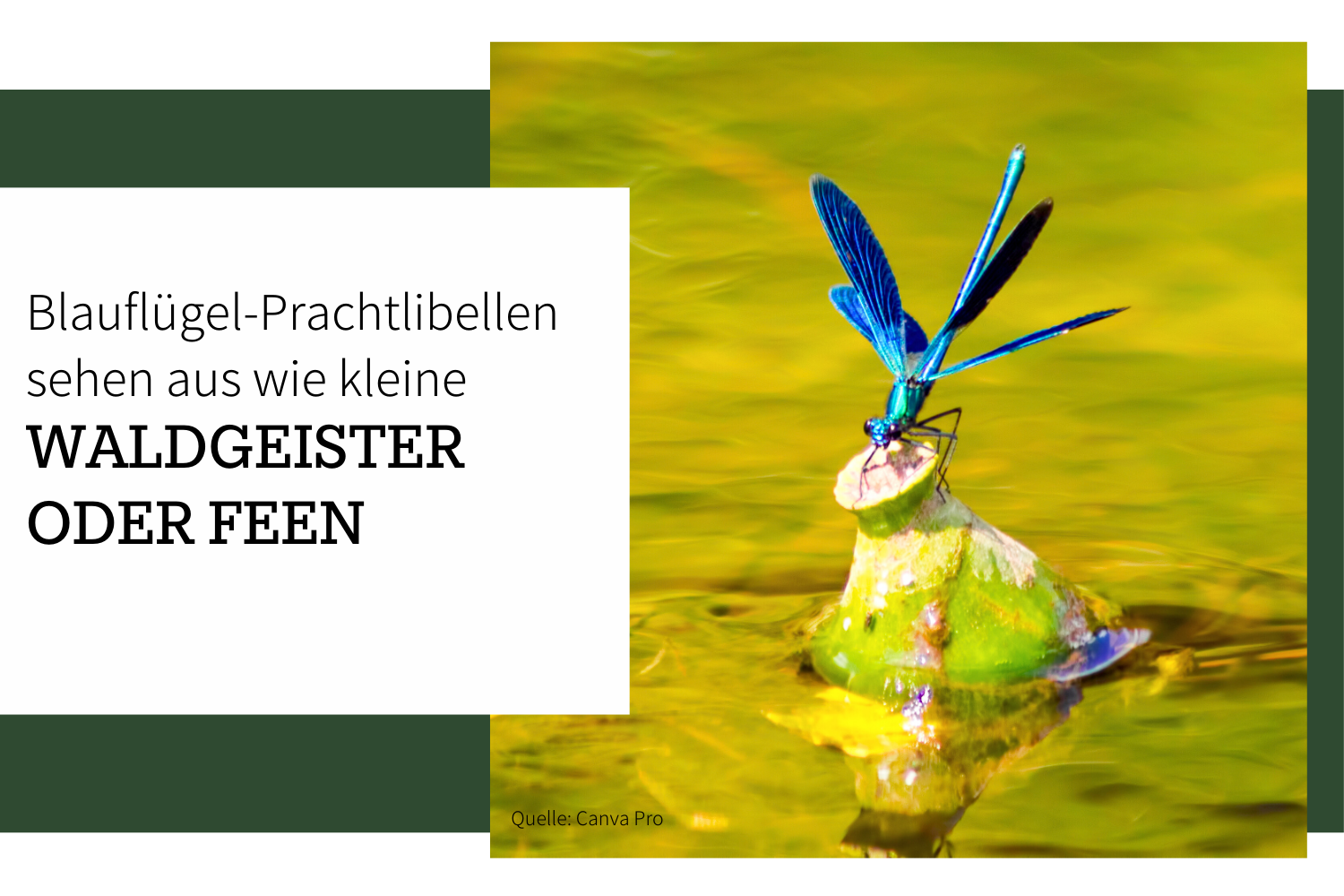 Die Blauflügel-Prachtlibelle: Kleine blaue Feen am Bach