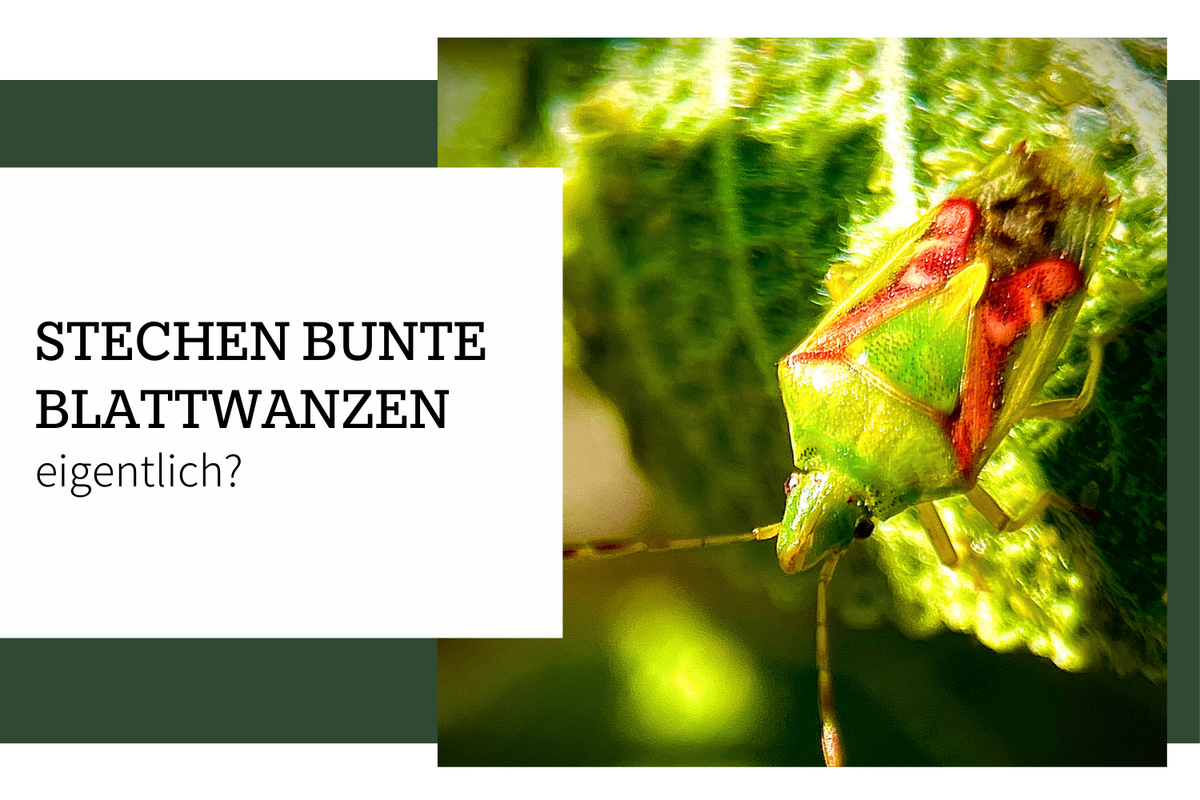 Bunte Blattwanze – Stechen Stachelwanzen eigentlich?