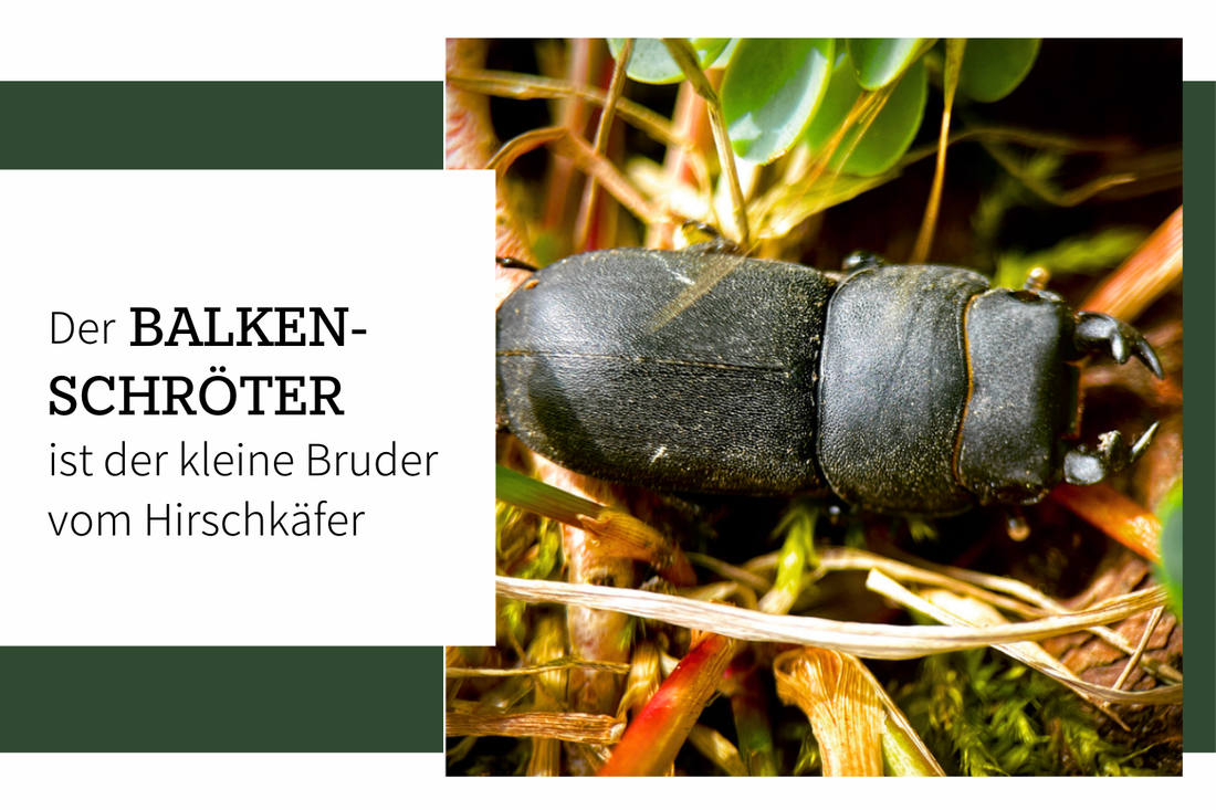Der Balkenschröter – Der kleine Bruder vom Hirschkäfer