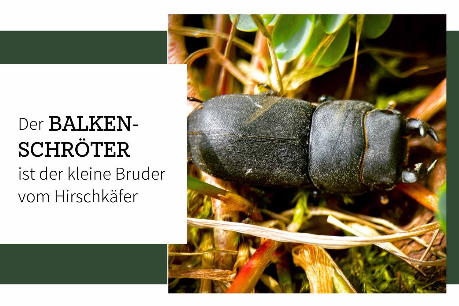 Der Balkenschröter – Der kleine Bruder vom Hirschkäfer