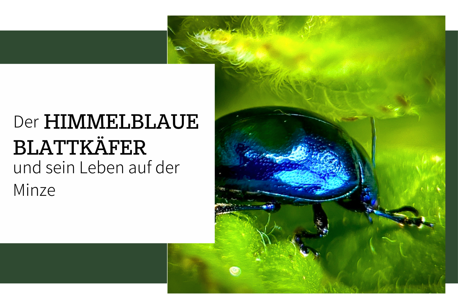 Der himmelblaue Blattkäfer und sein Leben auf der Minze