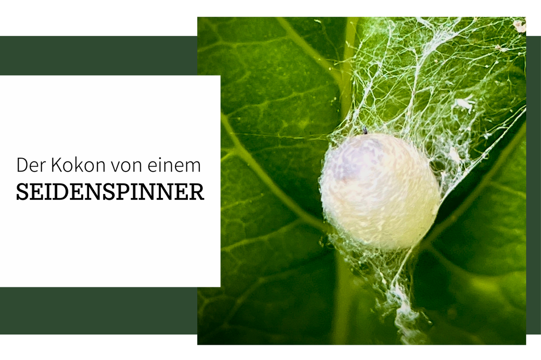 Der Kokon eines Seidenspinners (der süsseste Schmetterling überhaut!)