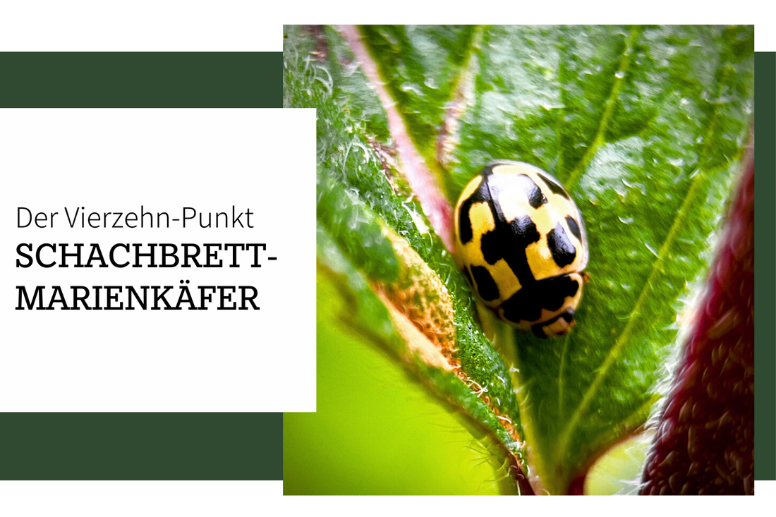 Der Schachbrett-Marienkäfer (Vierzehnpunkt)