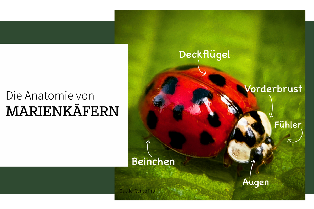 Die Anatomie von Marienkäfern
