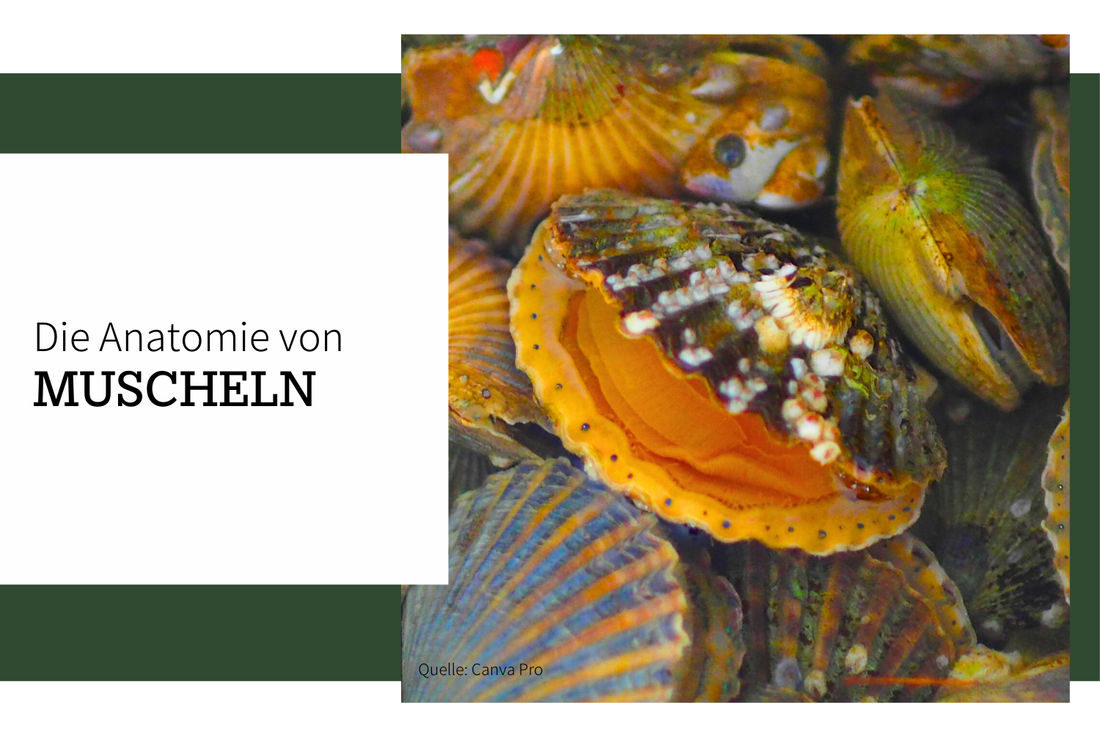 Die Anatomie von Muscheln - und warum sie vielen Augen haben