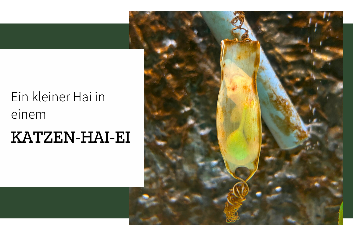 Die Entstehung eines Katzenhais: Ein Blick in die geheimnisvolle Welt der Haieier