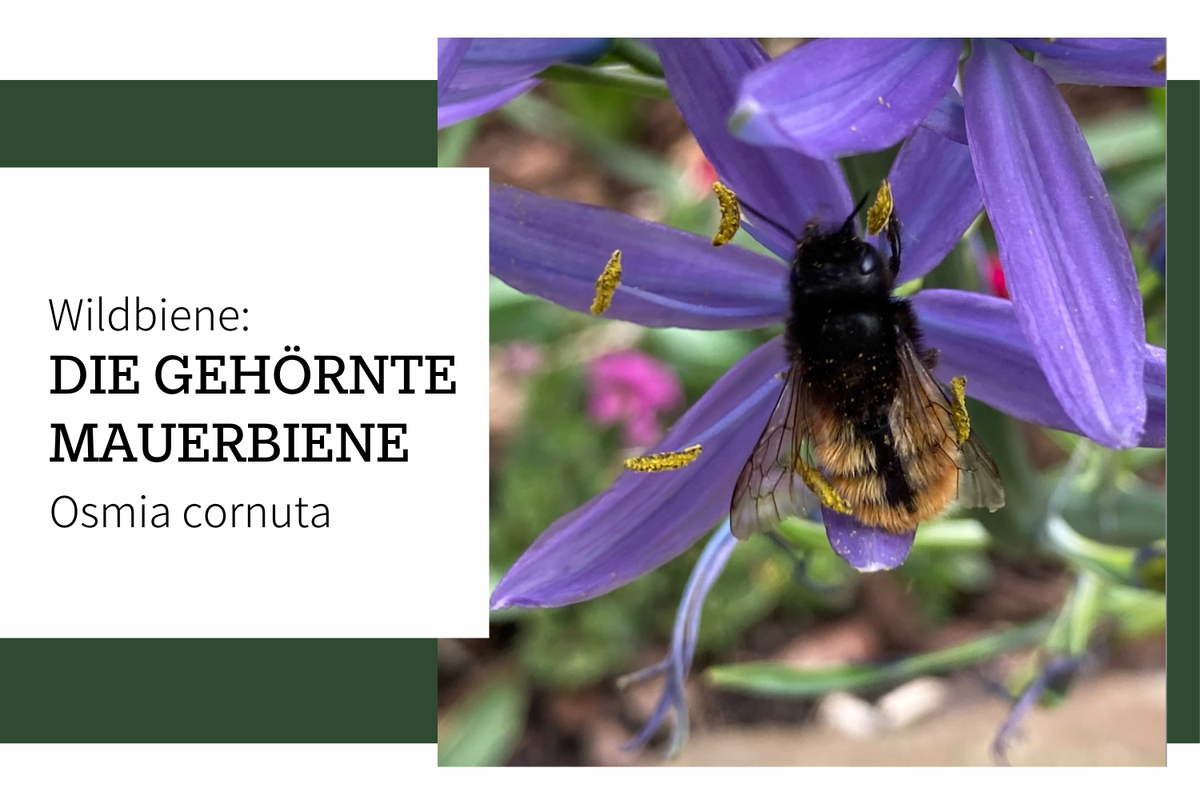 Die Gehörnte Mauerbiene (Osmia cornuta)