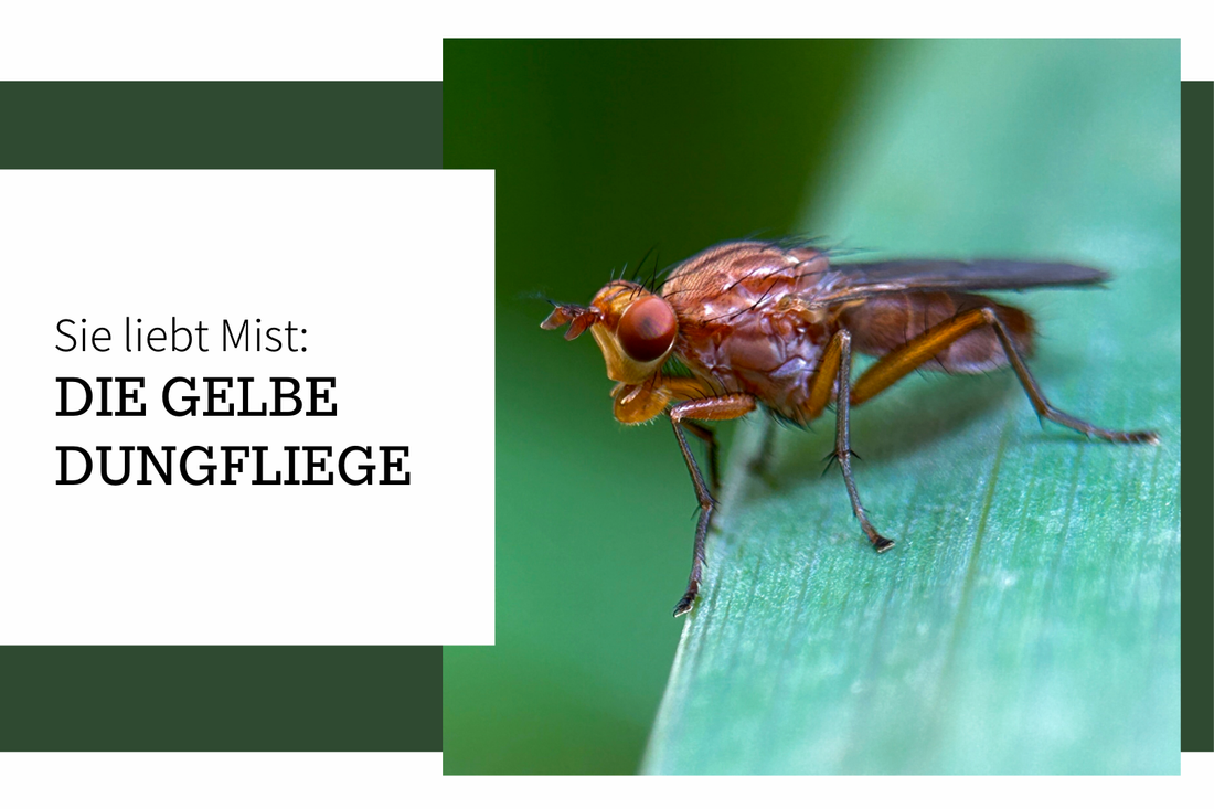 Die gelbe Dungfliege liebt Mist... aber so richtig!