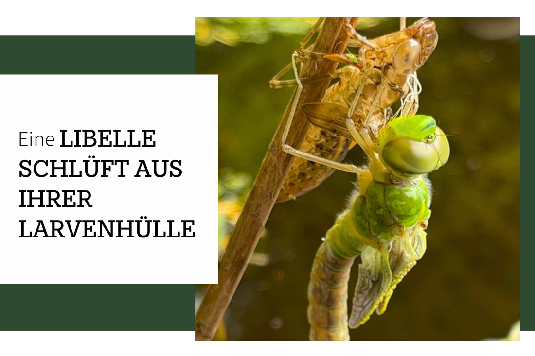 Die grüne Mosaikjungfer: Eine Libelle schlüpft