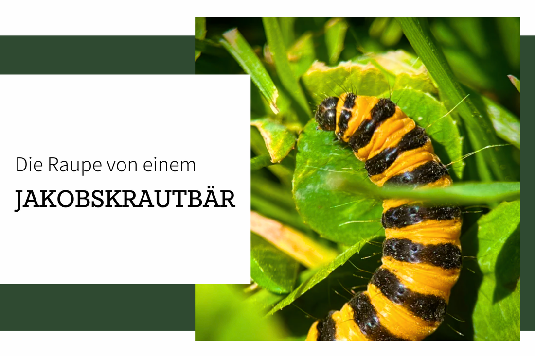 Die Raupe des Jakobskrautbärs