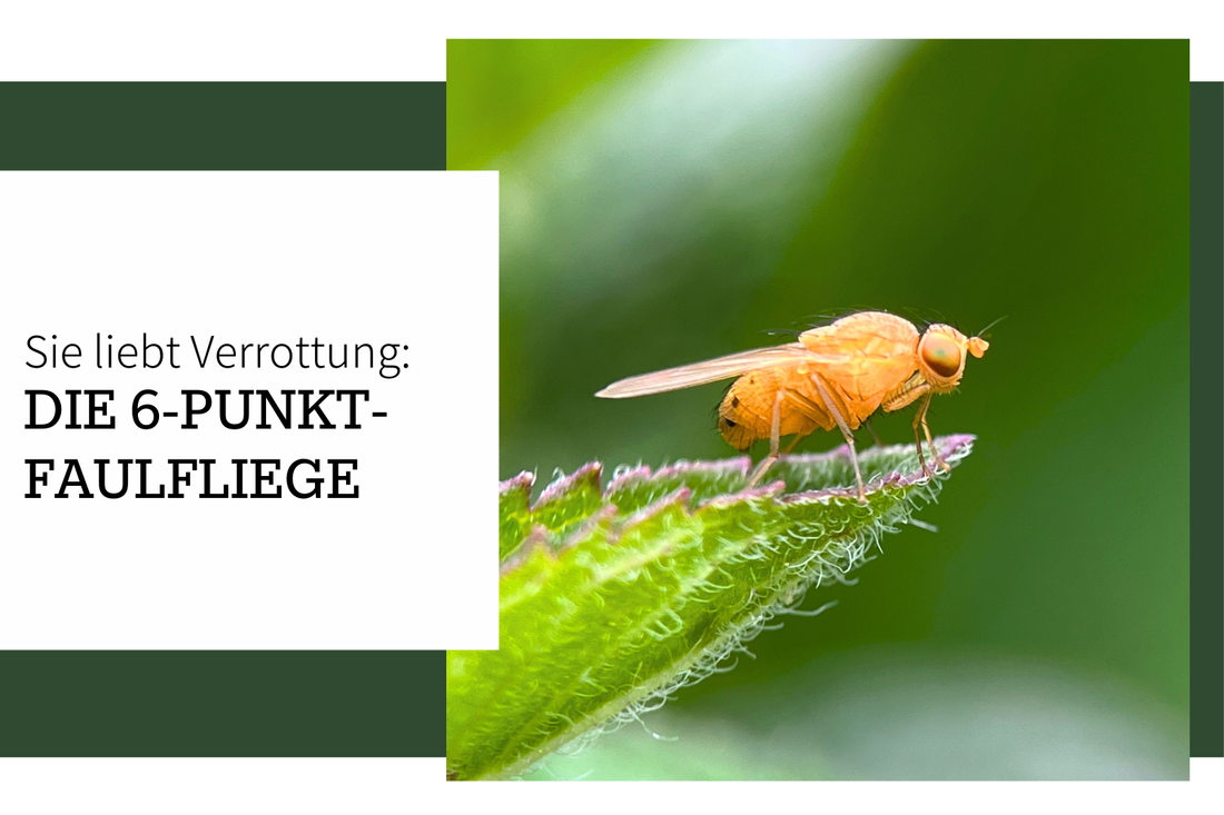 Die Sechspunkt-Faulfliege räumt im Garten auf