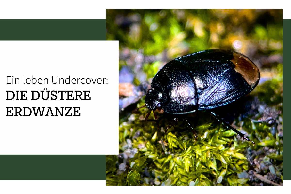 Düstere Erdwanze – Ein Leben undercover