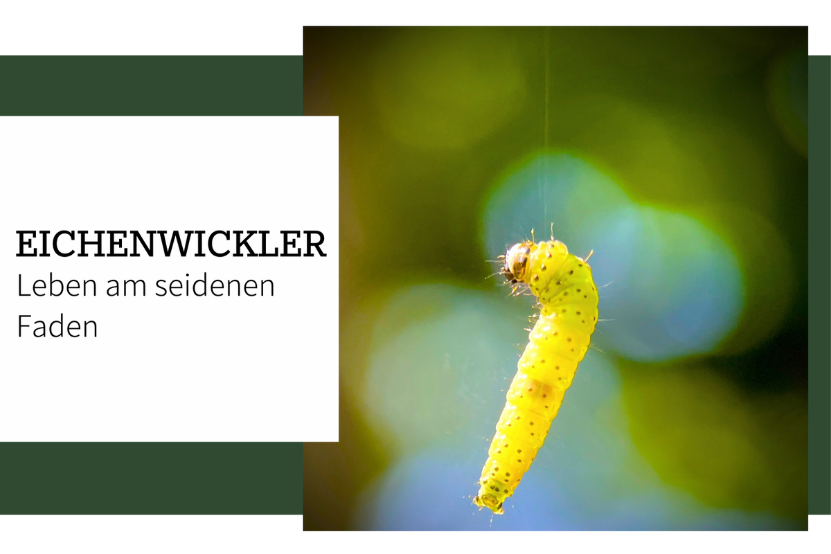 Eichenwickler – Tanz am seidenen Faden. Wie sich Raupen einpuppen