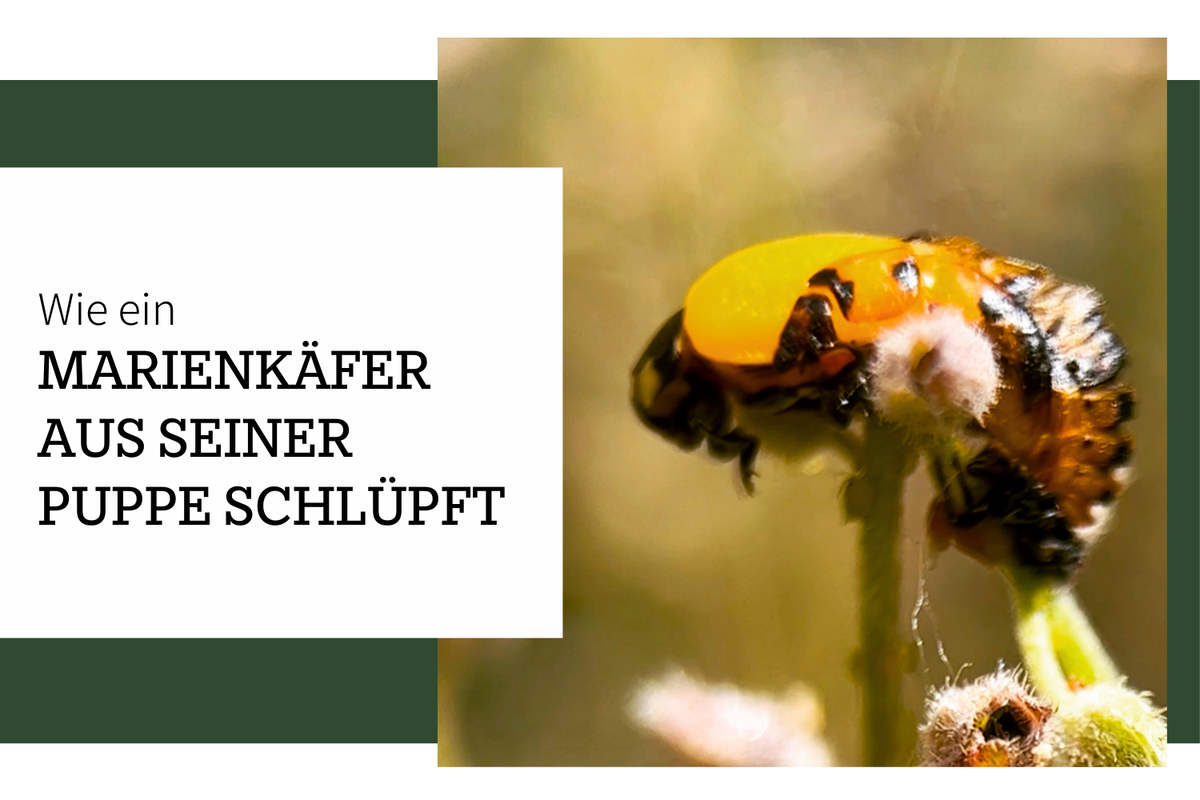 Ein Marienkäfer schlüpft aus seiner Puppe